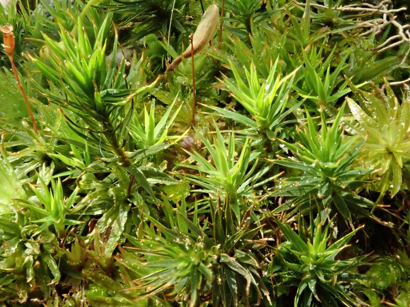 <i>Polytrichum commune</i> (common haircap moss)