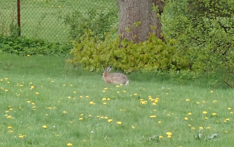 <i>Lepus europaeus</i> (Brown Hare)
