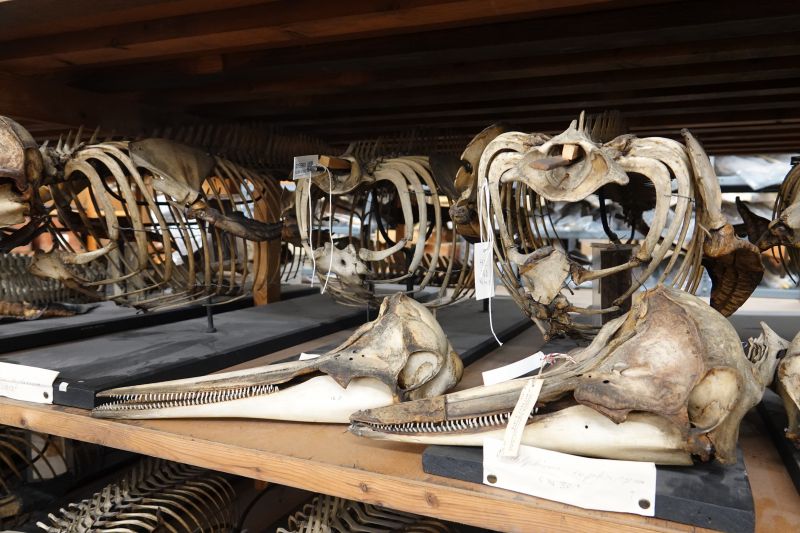 <i>Corvus corone</i> (Carrion Crow)