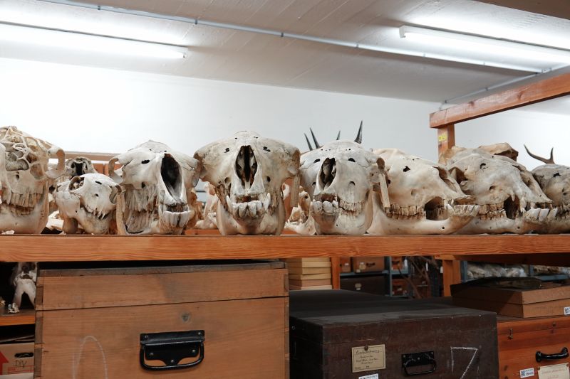 <i>Garrulus glandarius</i> (Eurasian Jay)