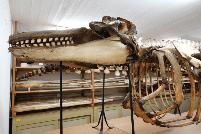 <i>Sturnus vulgaris</i> (European Starling)