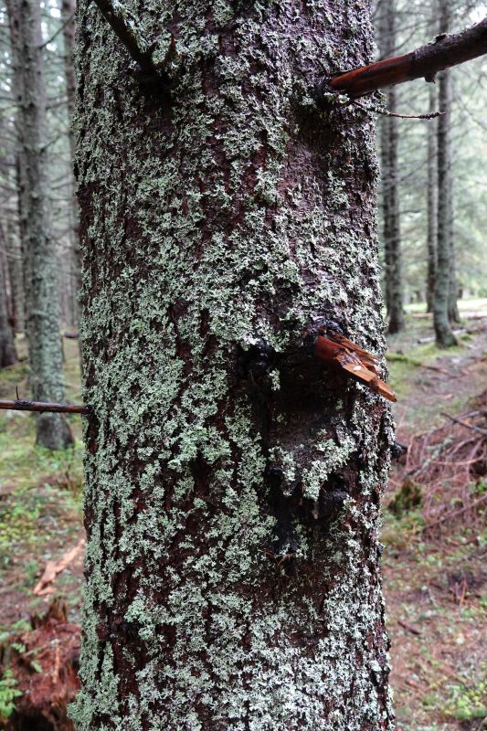 <i>Hypogymnia physodes</i> (Hooded Tube Lichen)