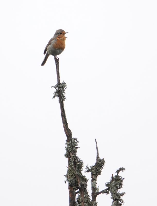 <i>Erithacus rubecula</i> (European Robin)