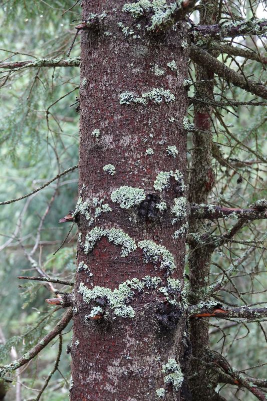 <i>Hypogymnia physodes</i> (Hooded Tube Lichen)