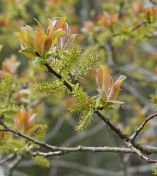 043.jpeg - 2019:05:31 12:46:13