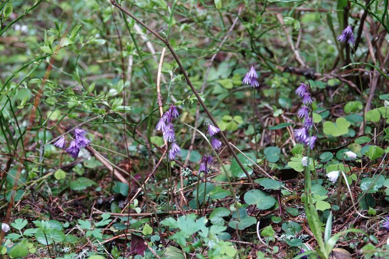 <i>Soldanella alpina</i> (Alpine Snowbell)