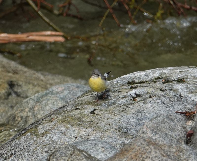 <i>Motacilla cinerea</i> (Grey Wagtail)