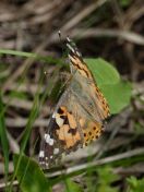 052.jpeg - 2019:05:31 14:12:05