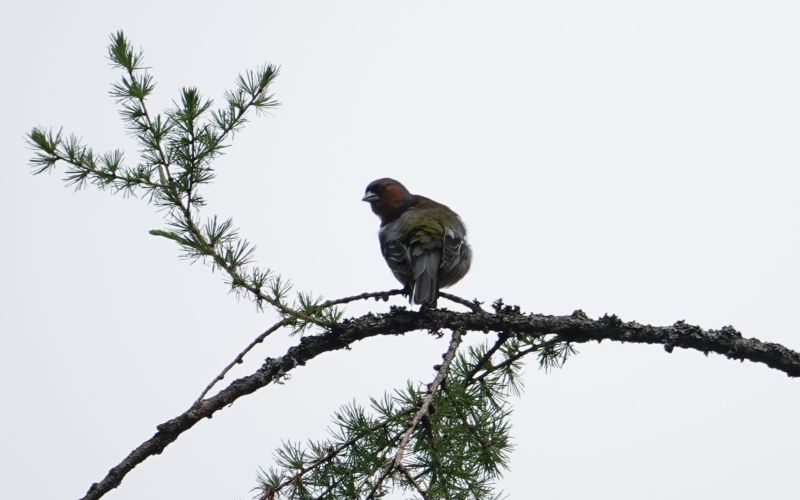 <i>Fringilla coelebs</i> (Common Chaffinch)