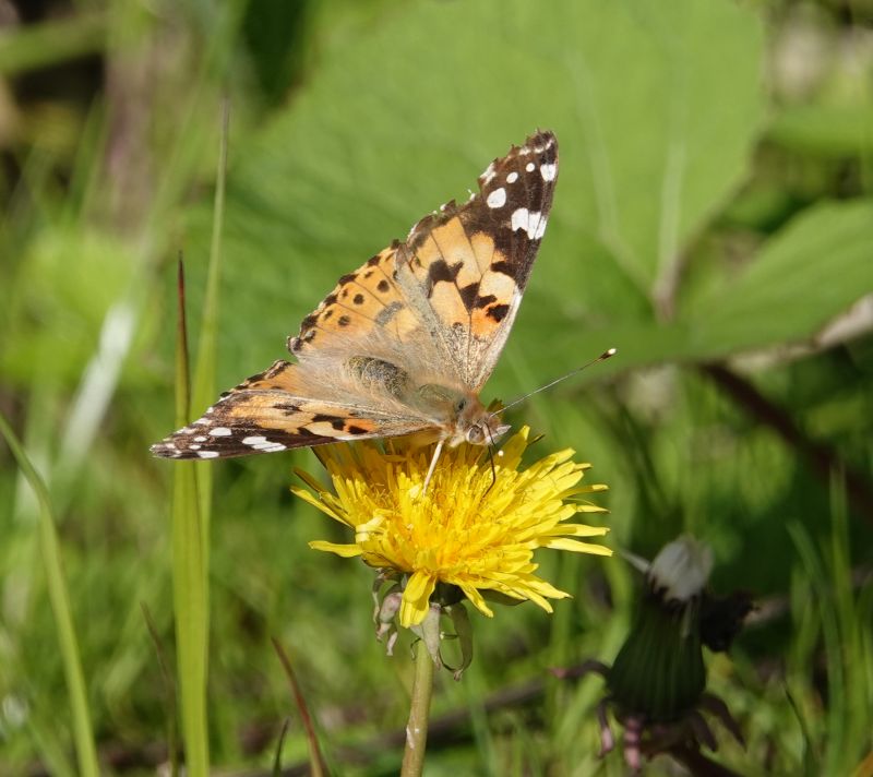 <i>Vanessa cardui</i> (Painted Lady)