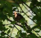 059.jpeg - 2019:05:31 14:32:14