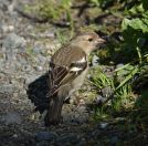 060.jpeg - 2019:05:31 14:33:32