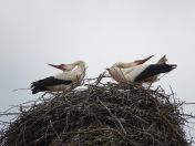 086.jpg - 2019:06:01 10:19:01