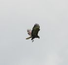 118.jpeg - 2019:06:02 11:33:50