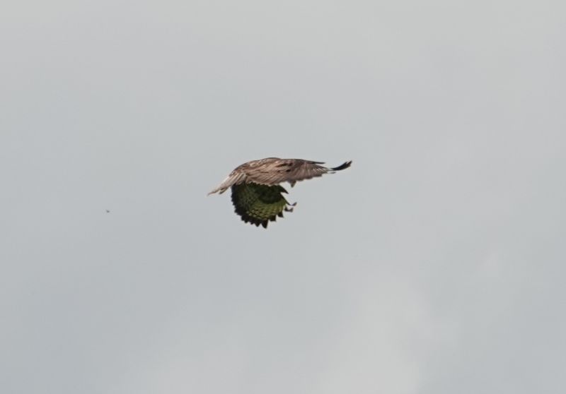 <i>Buteo buteo</i> (Common Buzzard)