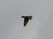 120.jpeg - 2019:06:02 11:33:52