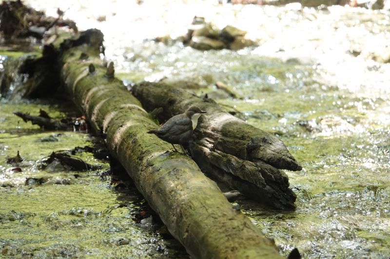 Viewing photos→2019→2019-05-31→154