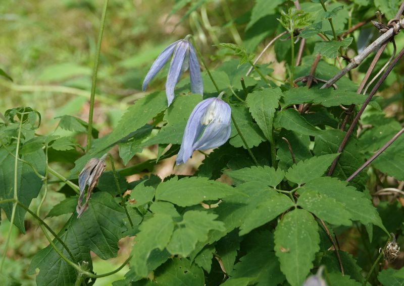 <i>Clematis alpina</i> (Alpine Clematis)