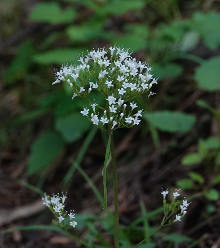 <i>Valeriana officinalis</i> (common valerian)