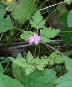 191.jpeg - 2019:06:03 12:09:51