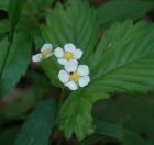 192.jpeg - 2019:06:03 12:11:42