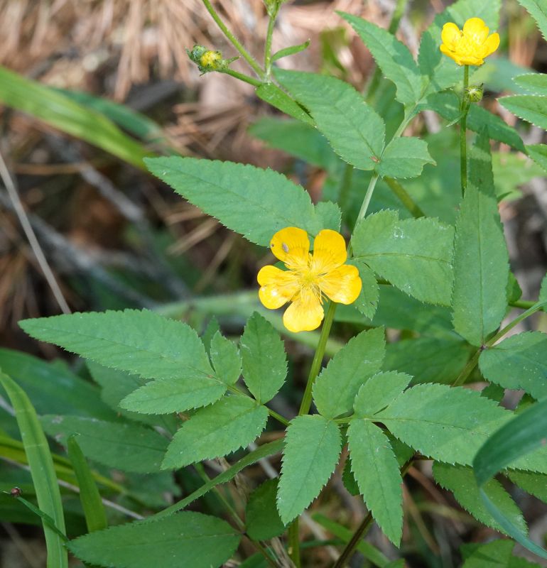 <i>Ranunculus</i> (buttercups)