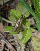 194.jpeg - 2019:06:03 12:14:21