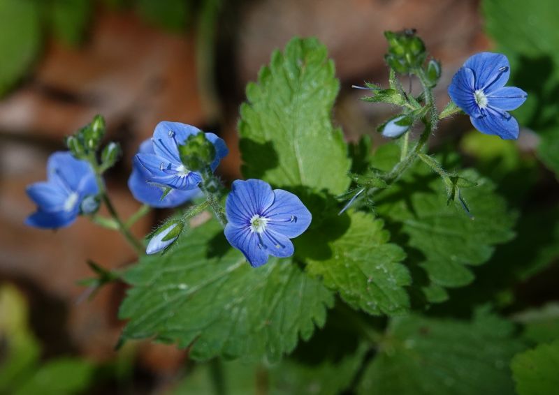 <i>Veronica chamaedrys</i> (Germander Speedwell)