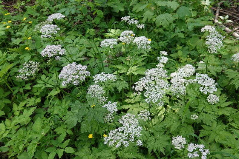 Viewing photos→2019→2019-05-31→197