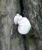 198.jpeg - 2019:06:03 12:20:20