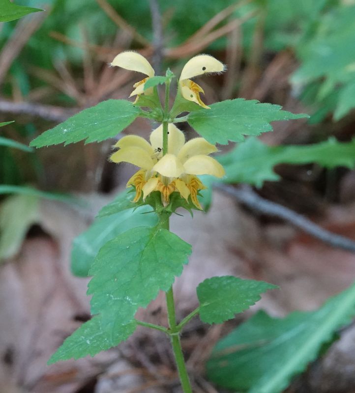 <i>Lamium galeobdolon</i> (yellow archangel)