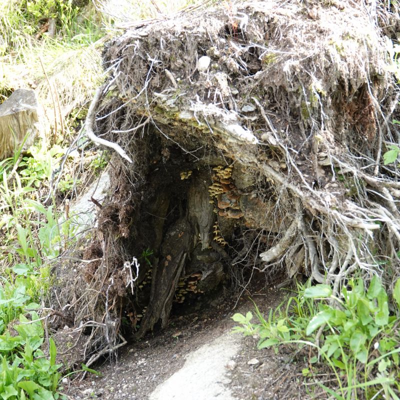 Viewing photos→2019→2019-05-31→211