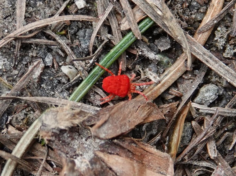 <i>Trombidium</i> (null)