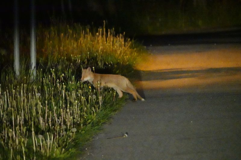 <i>Vulpes vulpes</i> (Red Fox)