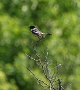 07.jpeg - 2019:06:04 09:58:45