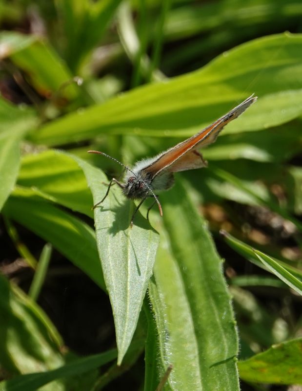 <i>Coenonympha pamphilus</i> (Small Heath)
