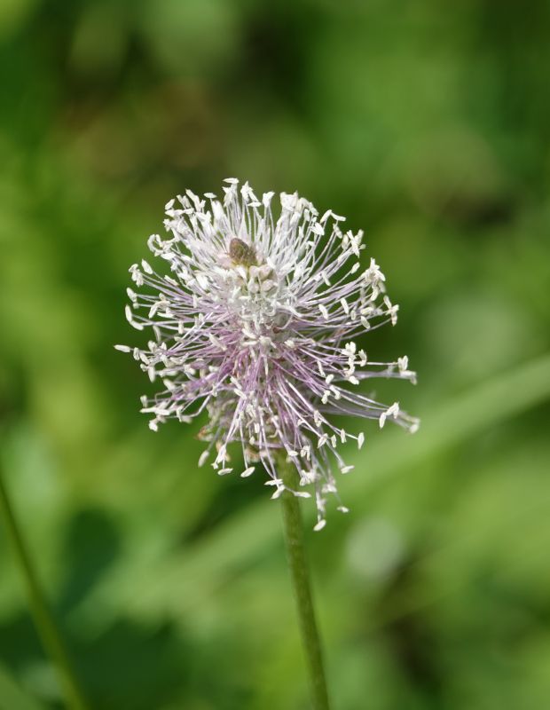<i>Plantago media</i> (Hoary Plantain)