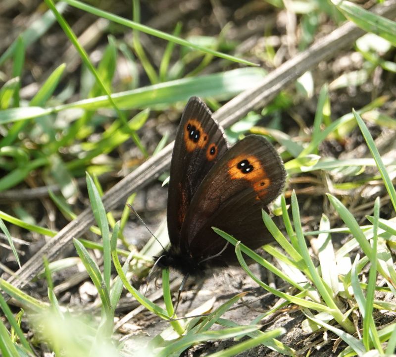 <i>Erebia medusa</i> (Woodland Ringlet)
