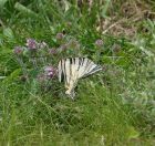 17.jpeg - 2019:06:04 10:23:56