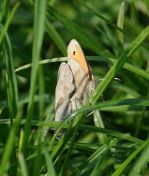 46.jpeg - 2019:06:04 13:10:00