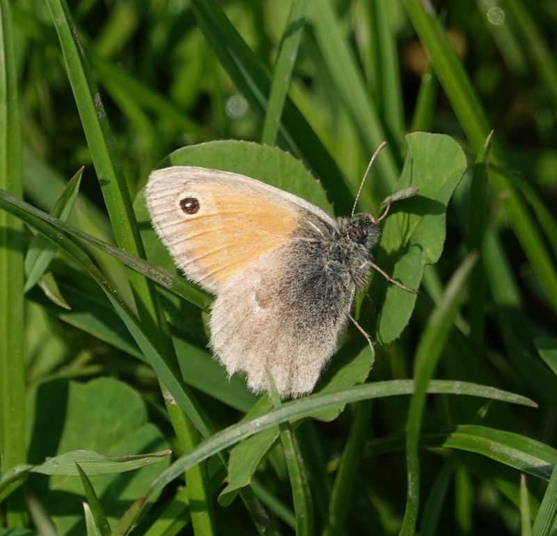<i>Coenonympha pamphilus</i> (Small Heath)