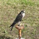 30.jpg - 2019:06:16 15:13:28