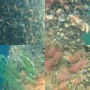2019-08-28<br/>
<b>Underwater at Kalvebod Brygge</b>
