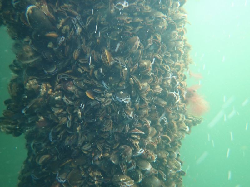 <i>Mytilus</i> (null)