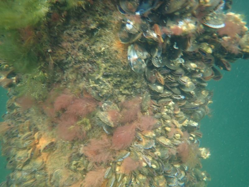 <i>Rhodophyta</i> (red algae)