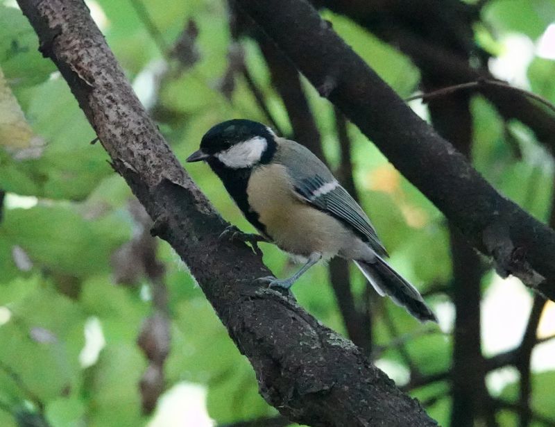 <i>Parus major</i> (Great Tit)