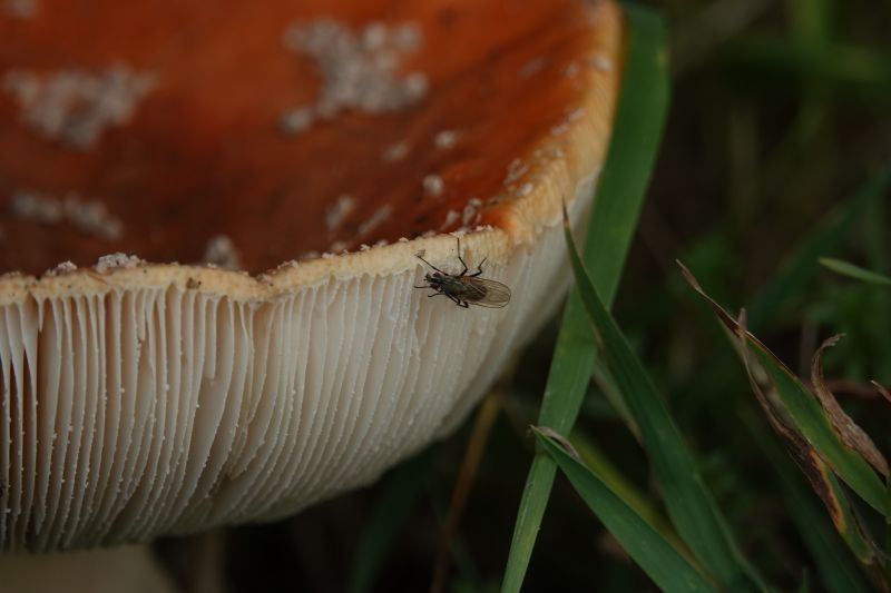 <i>Brachycera</i> (Brachyceran Flies)