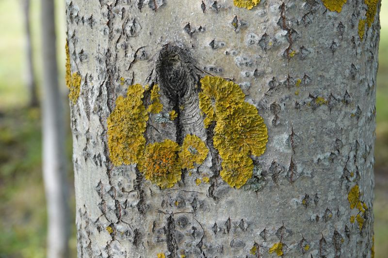 <i>Xanthoria parietina</i> (Common Sunburst Lichen)