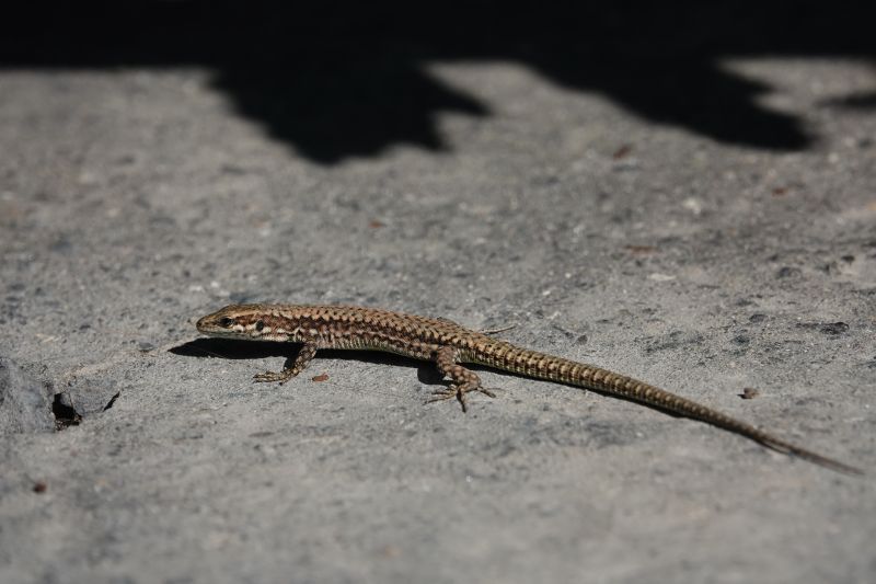 <i>Podarcis muralis</i> (Common Wall Lizard)