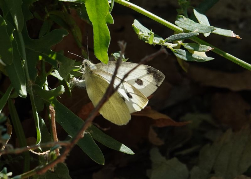 <i>Pieris rapae</i> (Cabbage White)